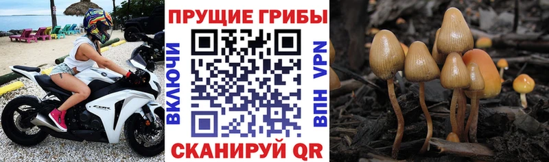 Галлюциногенные грибы прущие грибы  Ардатов 