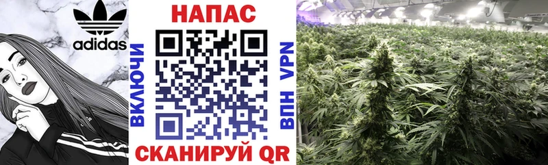 купить   Ардатов  Марихуана White Widow 